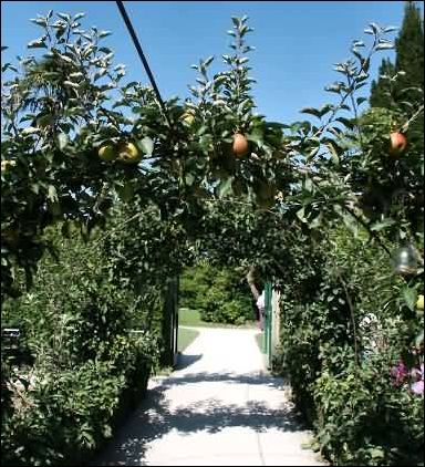 avenue of apple trees
