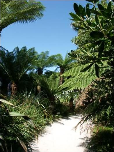 New Zealand Garden 1