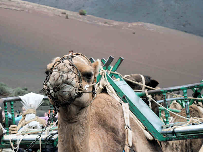 camel1