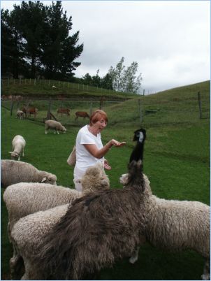 Feeding the Emu